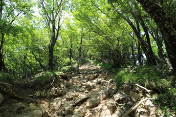 神奈川県の丹沢の大山の登山