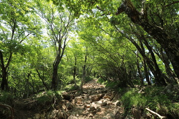 Fototapeta premium 神奈川県の丹沢の大山の登山