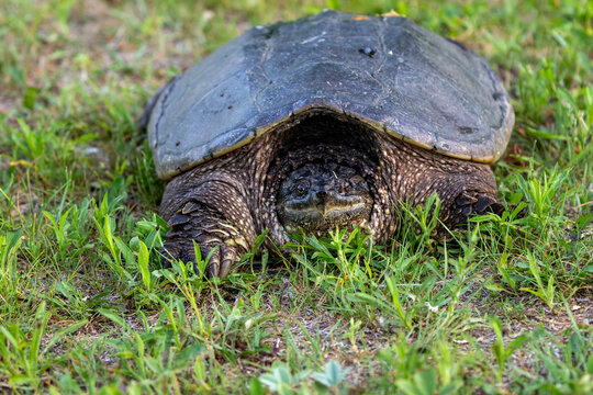 The common snapping turtle (Chelydra serpentina) on a meadow.  Every year they leave the freshwater and go to shore for the laying of eggs