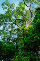 view of tropical trees in the rain forest 