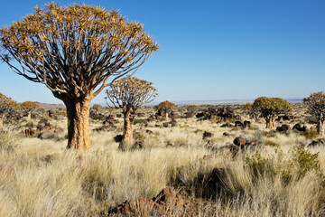 Quiver trees on rocky hillside in Namibia