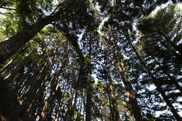 Obraz premium 神奈川県の丹沢の大山の登山