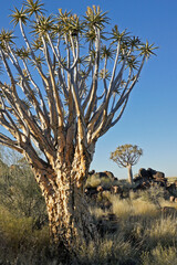 Quiver trees on rocky hillside in Namibia