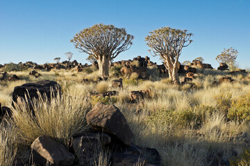 Quiver trees on rocky hillside in Namibia