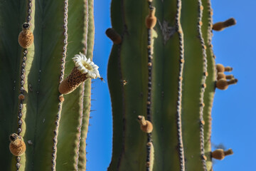 Naklejka premium 2 Honey Bees gathering nectar and pollen on cactus flower
