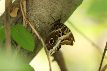 Beautiful exotic butterfly on tree branch outdoors