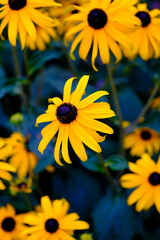 初夏から秋まで長く咲き続けるエキナセア。ムラサキバレンギクともいう。黄色は鮮やかで目を引く。