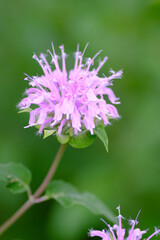 夏の花壇を彩る花、モナルダ。暑さに負けず力ら強く咲く姿が魅力的。雨上りの今朝は朝日に照らされてキラキラと輝く。花言葉は「火のような恋」「燃える思い」「やすらぎ」「柔らかな心」