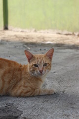 Obraz premium cat in the garden