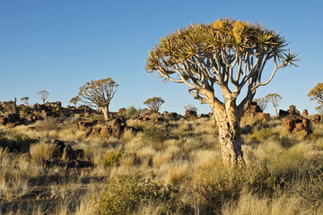 Quiver tree in bloom on rocky hillside in Namibia