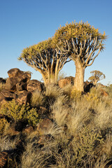 Quiver trees in bloom on rocky hillside in Namibia