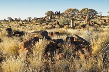 Naklejka premium Quiver trees on rocky hillside in Namibia