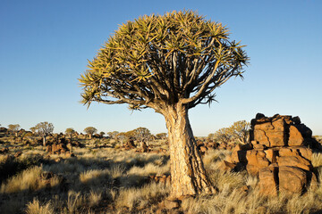 Quiver trees on rocky hillside in Namibia