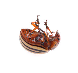 One colorado potato beetle isolated on white