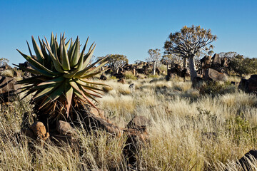 Quiver trees and agave on rocky hillside in Namibia