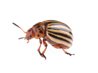 One colorado potato beetle isolated on white