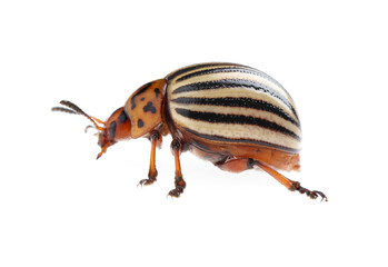 One colorado potato beetle isolated on white - obrazy, fototapety, plakaty
