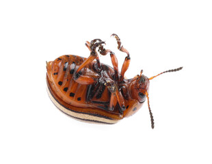 One colorado potato beetle isolated on white