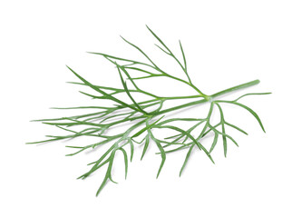 Sprig of fresh dill isolated on white