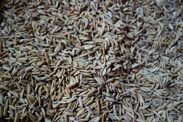 rice grain