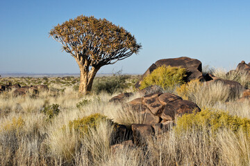 Quiver tree on rocky hillside in Namibia