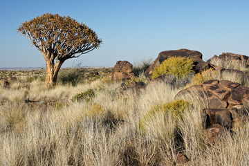 Quiver tree on rocky hillside in Namibia