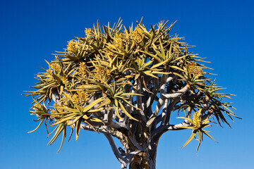 Quiver tree in bloom in Namibia
