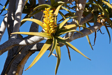Quiver tree in bloom in Namibia