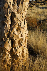 Closeup of bark on trunk of quiver tree in Namibia