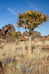Quiver tree in bloom at Giants' Playground, Namibia