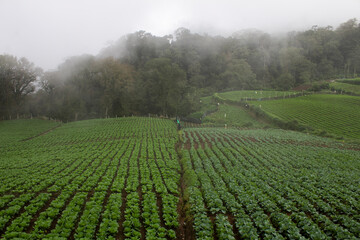 Vegetable plantation in mountains with light fog