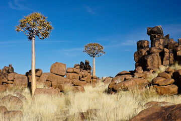 Quiver trees among dolerite boulders at Giants' Playground, Namibia