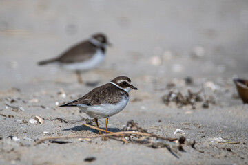 Semipalmated Plovers on a Beach