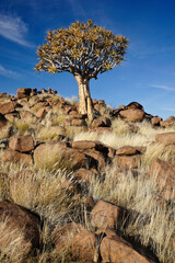 Quiver tree on rocky hillside at Giants' Playground, Namibia