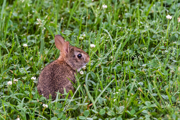Little Bunny in the Grass