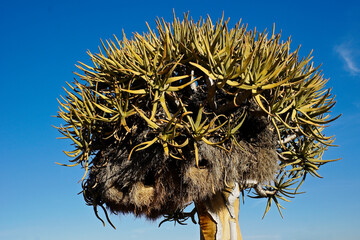 Quiver tree with sociable weavers' nest, Giants' Playground, Namibia