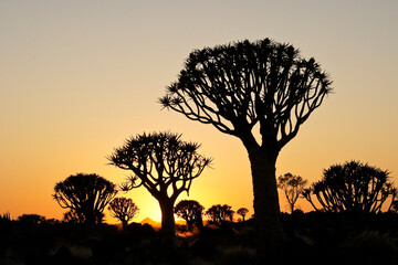 Quiver trees at sunrise, Namibia