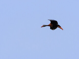 Black Bellied Whistling Duck In Flight-1275