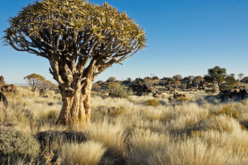 Quiver trees on rocky hillside in Namibia
