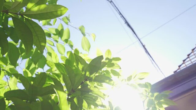 空を見上げる　強い日差し　風が葉を揺らしている　日本の街並み