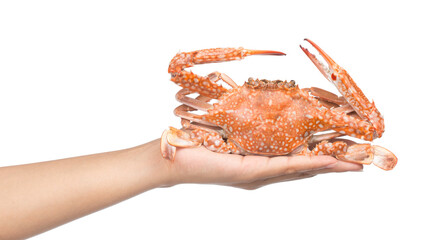 hand holding cooked crab isolated on white background