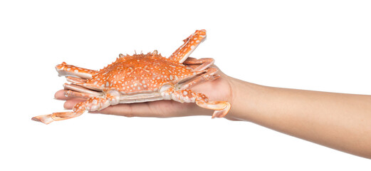 hand holding cooked crab isolated on white background