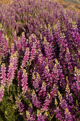 Wild lupine in front of the Sierra Nevada Mountains