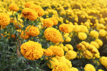 Yellow marigold flowers with green leaves in the meadow in flower garden for background