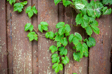 Fototapeta na wymiar 담장, 담쟁이, 벽, 식물, 녹색, 담벼락, 문짝, 이끼, green, wall, 바탕화면, 배경화면 