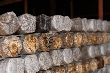 mushrooms growing in plastic bag