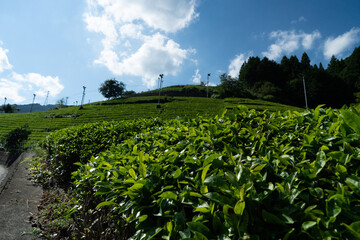 茶畑