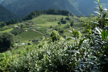 茶畑