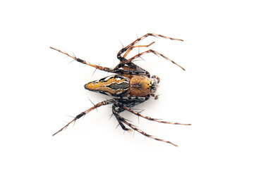 Image of brown lynx spiders on white background. From top view. Insect. Animal