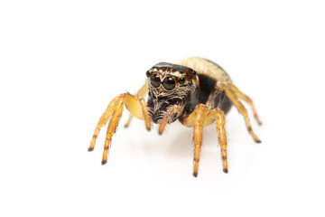 Image of bleeker's jumping spider (Euryattus bleekeri) on white background. Insect. Animal